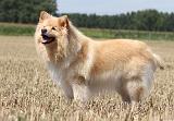 CHIEN FINNOIS DE LAPONIE 720